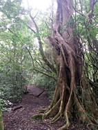 Parque Nacional Rincón de la Vieja