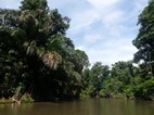 Navegación entre La Pavona y Tortuguero