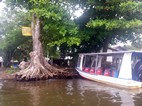 Embarcadero en Tortuguero