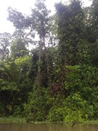 Paseo en canoa por los canales del Parque Nacional Tortuguero