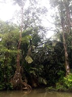 Paseo en canoa por los canales del Parque Nacional Tortuguero