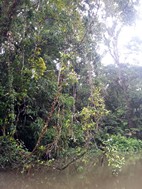 Paseo en canoa por los canales del Parque Nacional Tortuguero