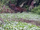Paseo en canoa por los canales del Parque Nacional Tortuguero