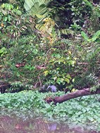 Paseo en canoa por los canales del Parque Nacional Tortuguero