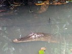 Paseo en canoa por los canales del Parque Nacional Tortuguero