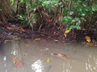 Paseo en canoa por los canales del Parque Nacional Tortuguero