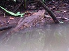 Paseo en canoa por los canales del Parque Nacional Tortuguero