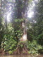 Paseo en canoa por los canales del Parque Nacional Tortuguero