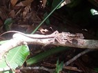 Caminata en el Parque Natural Tortuguero