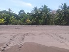 Rastro que dejan las tortugas en su  camino hacía el nido, Tortuguero