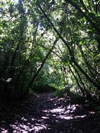Parque Nacional Volcán Arenal