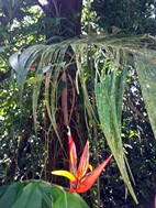 Parque Nacional Volcán Arenal