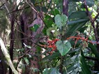 Parque Nacional Volcán Arenal