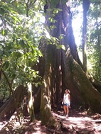 El Ceibo, Parque Nacional Volcán Arenal