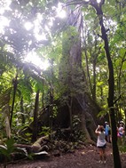 El Ceibo, Parque Nacional Volcán Arenal