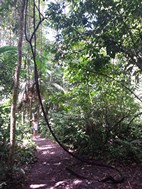 Parque Nacional Volcán Arenal