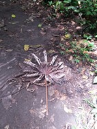 Parque Nacional Volcán Arenal