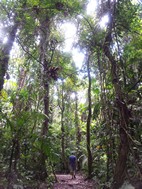 Parque Nacional Volcán Arenal