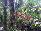 Parque Nacional Volcán Arenal