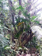Parque Nacional Volcán Arenal