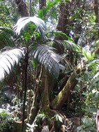 Parque Nacional Volcán Arenal