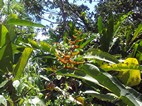 Parque Nacional Volcán Arenal