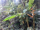 Parque Nacional Volcán Arenal