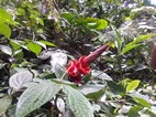 Parque Nacional Volcán Arenal