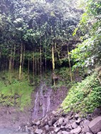 Alrededores Catarata Río Fortuna