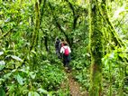Bwindi Impenetrable NP