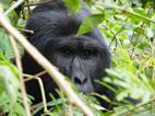 Gorilas en Bwindi Impenetrable NP
