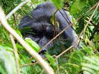 Gorilas en Bwindi Impenetrable NP