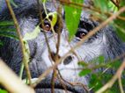 Gorilas en Bwindi Impenetrable NP