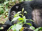 Gorilas en Bwindi Impenetrable NP