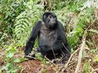 Gorilas en Bwindi Impenetrable NP