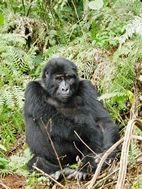 Gorilas en Bwindi Impenetrable NP