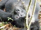 Gorilas en Bwindi Impenetrable NP