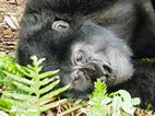 Gorilas en Bwindi Impenetrable NP