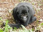 Gorilas en Bwindi Impenetrable NP