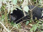 Gorilas en Bwindi Impenetrable NP