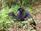 Gorilas en Bwindi Impenetrable NP