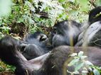Gorilas en Bwindi Impenetrable NP