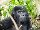 Gorilas en Bwindi Impenetrable NP