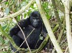Gorilas en Bwindi Impenetrable NP