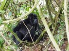 Gorilas en Bwindi Impenetrable NP