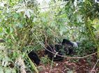 Gorilas en Bwindi Impenetrable NP