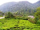 Alrededores de Buhoma