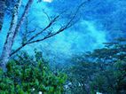 Bosque Impenetrable de Bwindi