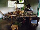 Curandero, Village walk, Buhoma