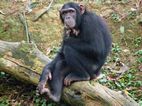 Chimpance, Uganda Wildlife Educational Centre